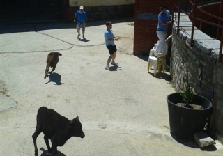 Encierro con vaquilla